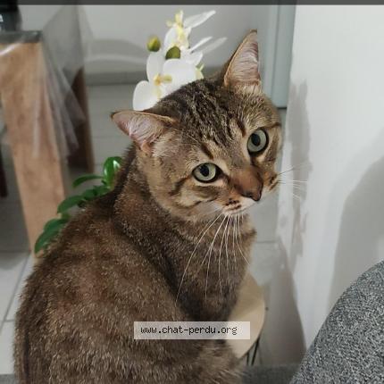 Photo 1/1 Neko Chat perdu à Saint michel en l herm