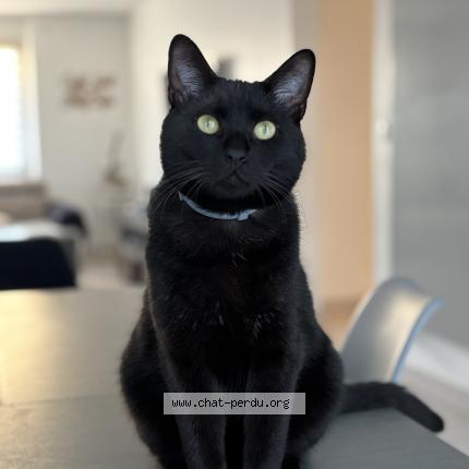 Photo 1/1 Tango Chat perdu à Mondelange