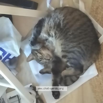 Photo de chat perdu à Carpentras