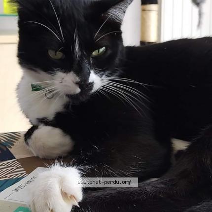Photo 1/5 Réglisse Chat perdu à Bruz