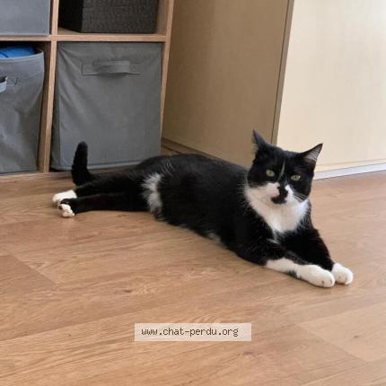 Photo 2/5 Réglisse Chat perdu à Bruz