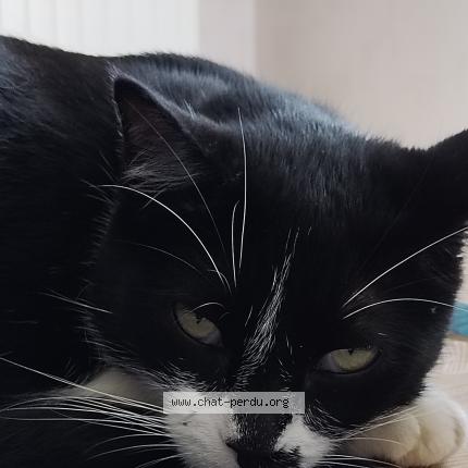 Photo 3/5 Réglisse Chat perdu à Bruz