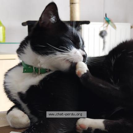 Photo 5/5 Réglisse Chat perdu à Bruz