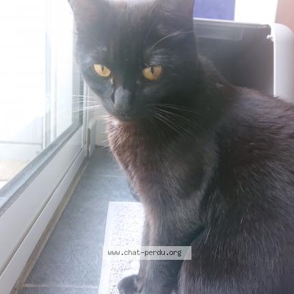 Photo 1/1 Chat retrouvé Perdu à Le Havre
