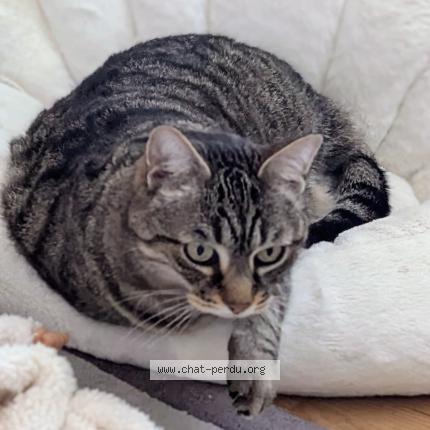 Photo 1/1 Haka Chat perdu à Aucamville