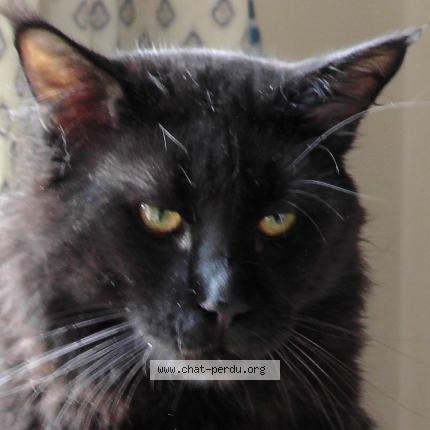 Photo 1/1 NINOI Chat perdu à St maximin la ste baume