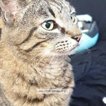 Photo de chat perdu à Montpellier