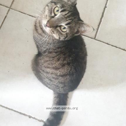 Photo 2/3 Chat retrouvé Perdu à Montpellier