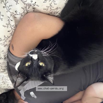 Photo 1/1 Oreo Chat perdu à Villeparisis