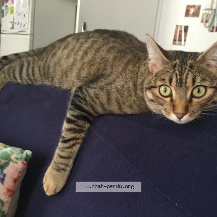 Photo de chat perdu à Lascazeres