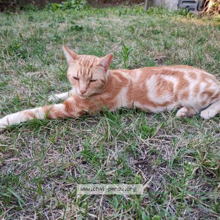 Photo de chat perdu à Saint Martin D Uriage