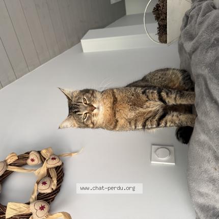 Photo 1/1 Cookie Chat perdu à Serigny