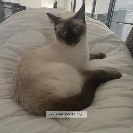 Photo de chat perdu à Lempdes