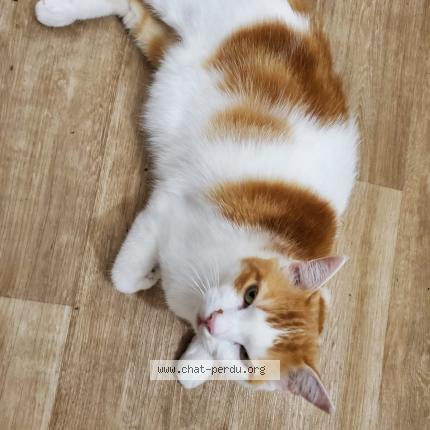 Photo de chat perdu à Toulouse