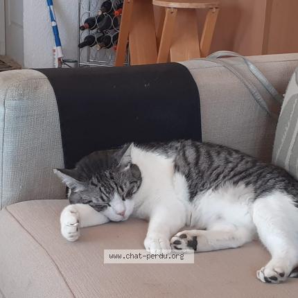 Photo 1/1 Billy Chat perdu à Deols