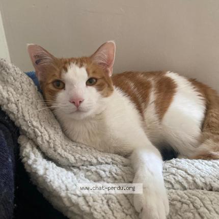Photo 1/1 Chat retrouvé Perdu à Lunel