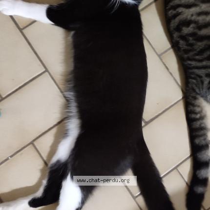 Photo de chat perdu à Ormoy