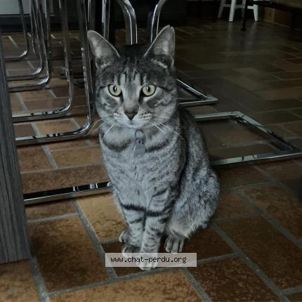 Photo 1/1 Chat retrouvé Perdu à Sarry
