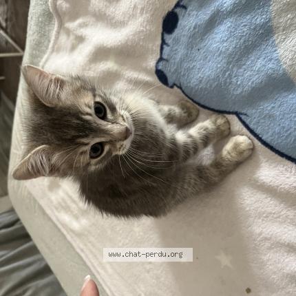 Photo 1/1 Gribouille Chat perdu à Varennes sur seine