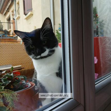 Photo 1/1 Pisicu Chat perdu à Castelsarrasin