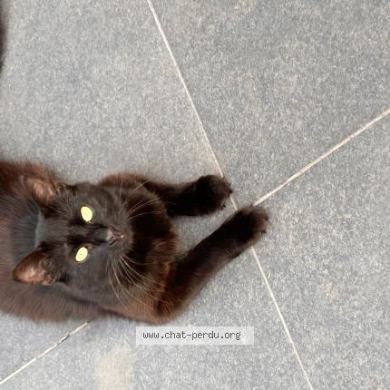 Photo 1/1 Résho Chat perdu à Freyming merlebach