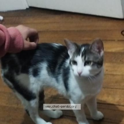 Photo de chat perdu à Nanterre