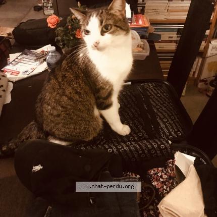 Photo de chat perdu à Meyzieu