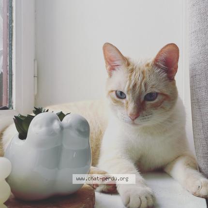 Photo de chat perdu à Saint Pere Marc En Poulet