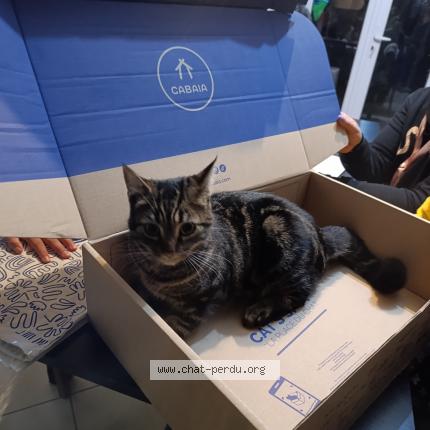 Photo 1/1 Chat retrouvé Perdu à Lethuin