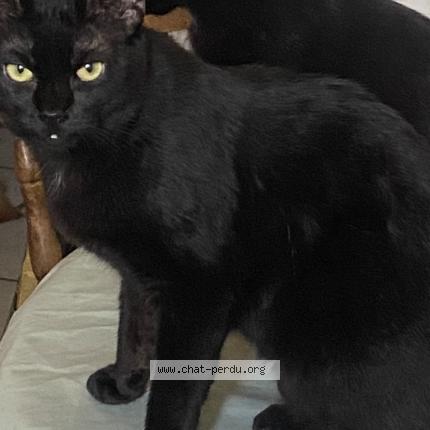 Photo 1/1 Guatemala Chat perdu à Bras