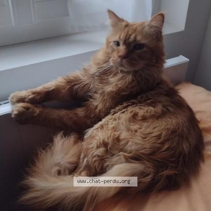 Photo 1/1 Pocket Chat perdu à Beaugency