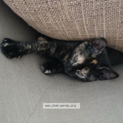 Photo 1/1 Amber Chat perdu à Pontault combault