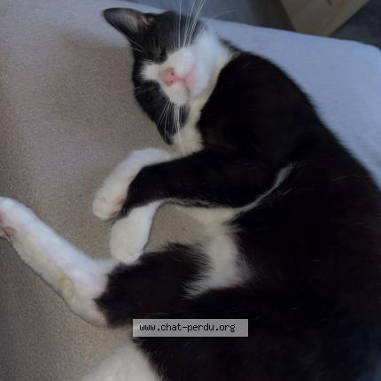 Photo 1/1 belzebute Chat perdu à La ferte mace