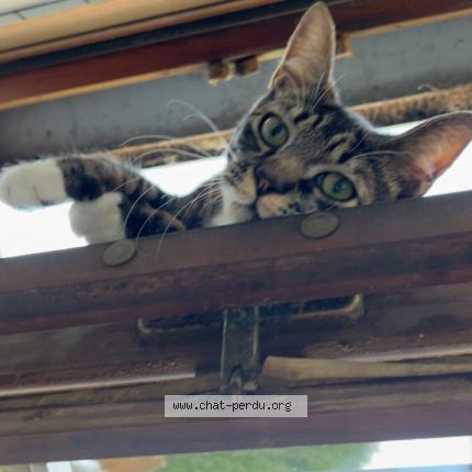 Photo 1/1 Mia Chat perdu à Concarneau