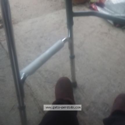 Photo 1/1 Blanquita Chat perdu à Colonia