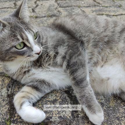 Photo 1/1 Aloy Chat perdu à Montagny