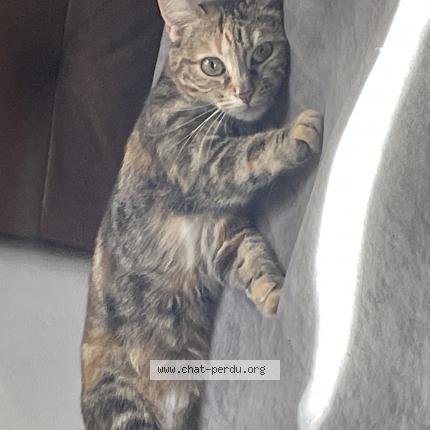 Photo 1/3 Princesse Chat perdu à Bordeaux