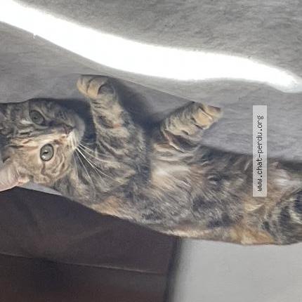 Photo 2/3 Princesse Chat perdu à Bordeaux