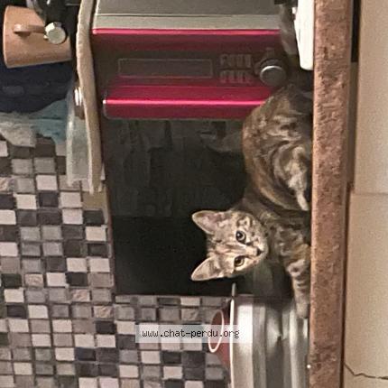 Photo 3/3 Princesse Chat perdu à Bordeaux