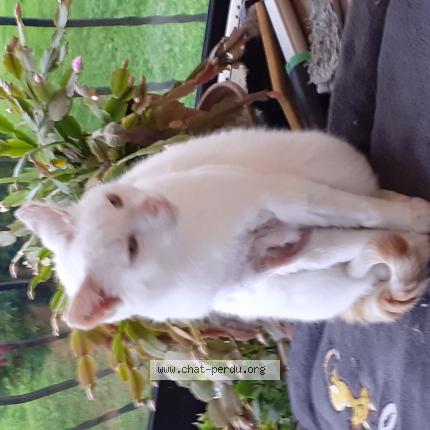 Photo de chat perdu à Eaunes