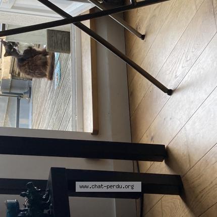 Photo 1/1 Chat trouvé Trouvé à St jacques de la lande