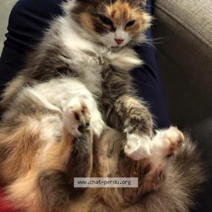 Photo 1/1 Teeki Chat perdu à Orgueil