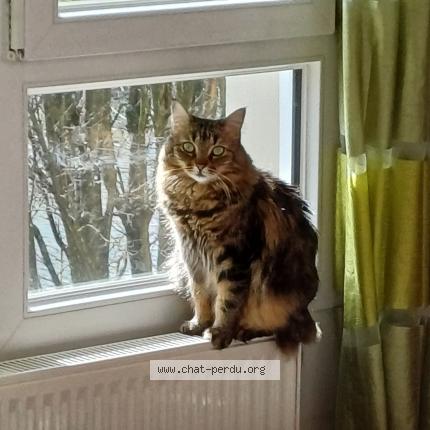 Photo de chat perdu à 77185 Lognes