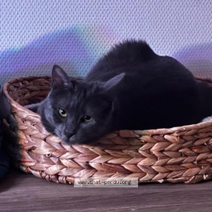 Photo de chat perdu à Bordeaux