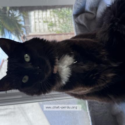 Photo de chat perdu à L Aiguillon Sur Mer