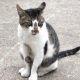 Photo de chat trouvé à Bonnelles