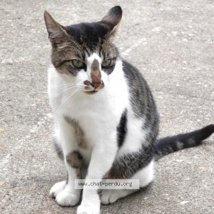 Photo 1/1 Chat retrouvé Trouvé à Bonnelles