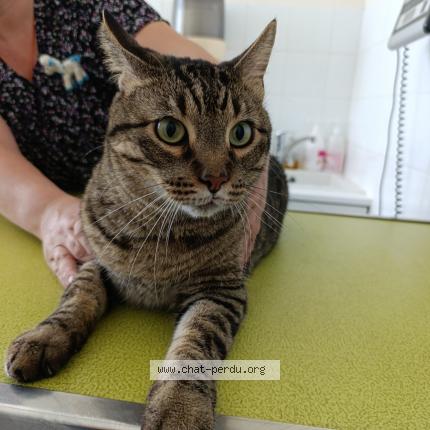 Photo de chat trouvé à Nice