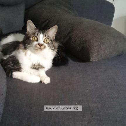 Photo 1/3 Ramses Chat perdu à Sainte foy d aigrefeuille