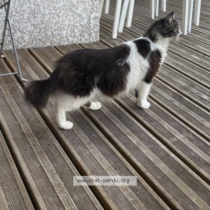 Photo 2/3 Ramses Chat perdu à Sainte foy d aigrefeuille